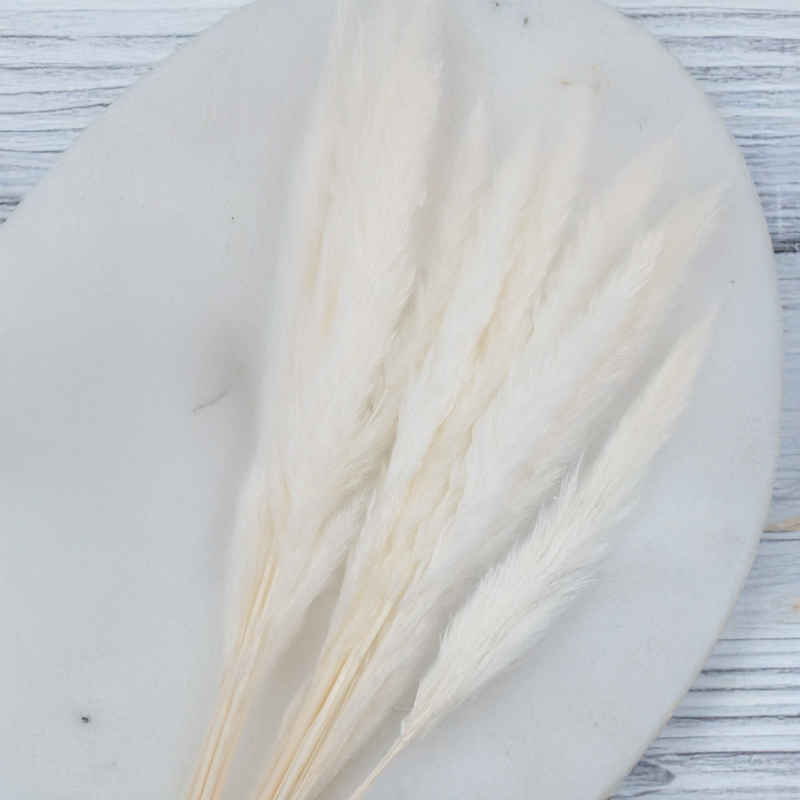 Mini pampas ch 1.png