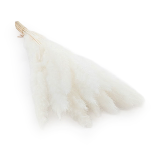 Pampas Grass Mini - Bleached