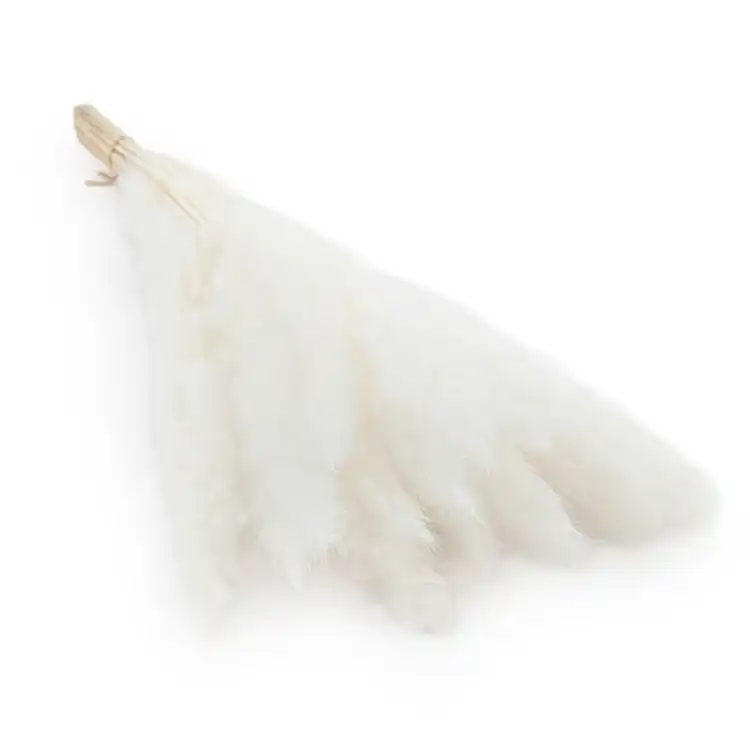 mini pampas bleached.png