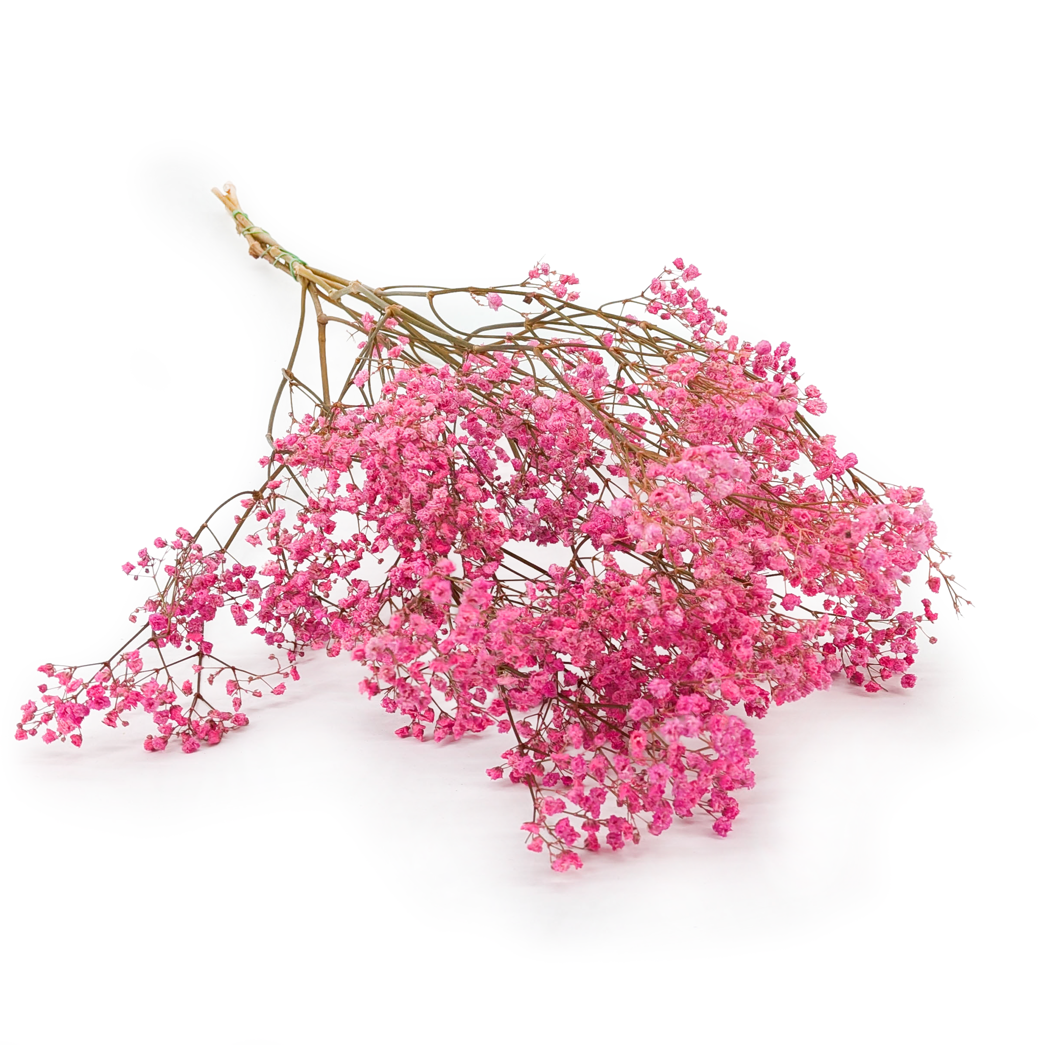 Stabilized Gypsophila - (gypsophila) - Pastel Pink