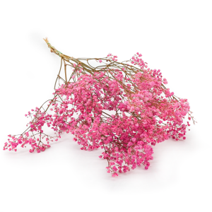 Stabilized Gypsophila - (gypsophila) - Pastel Pink