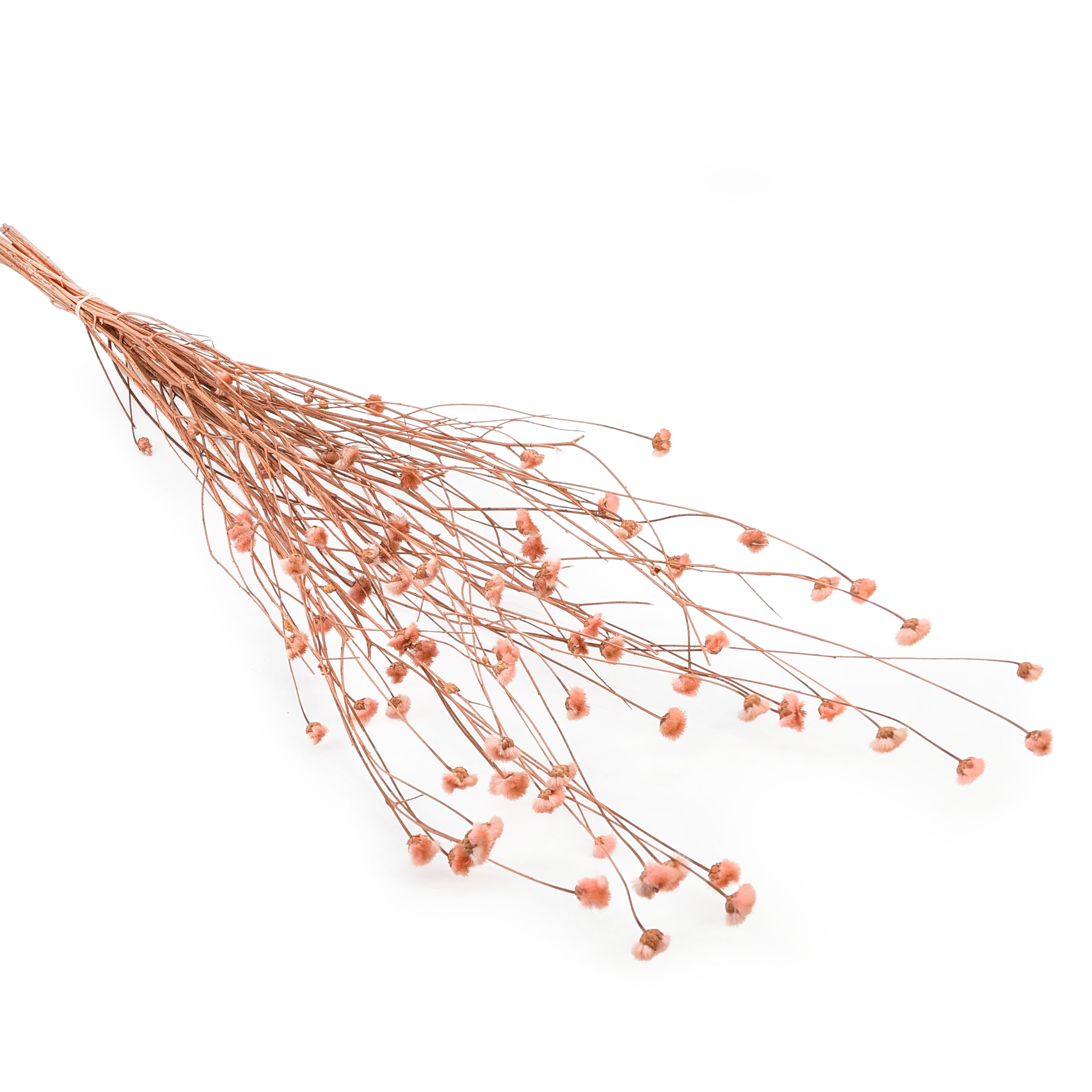 Cornflower Dried - Centaurea - Pink