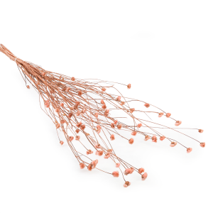 Cornflower Dried - Centaurea - Pink