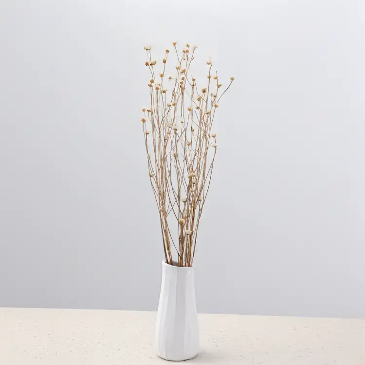 Chaber naturalny 4.png