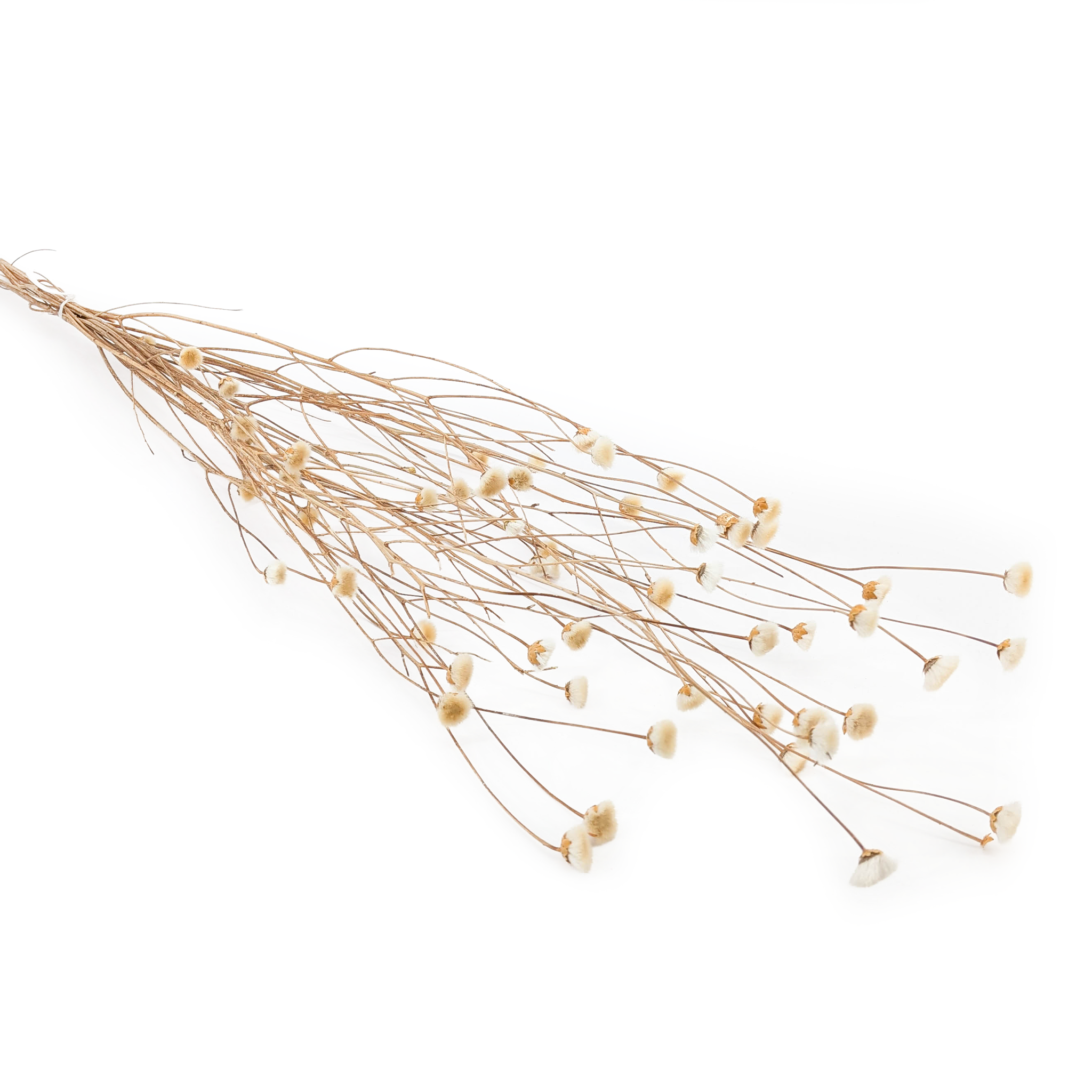 Cornflower Dried - Centaurea - White