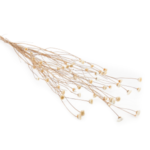 Cornflower Dried - Centaurea - White