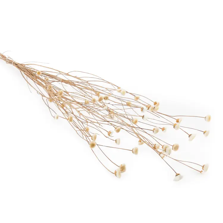 Chaber naturalny.png