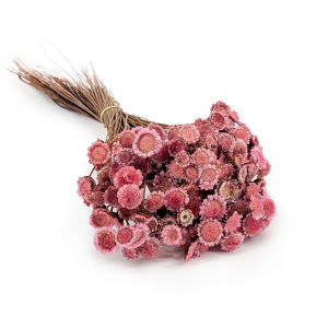 Glixia Dried BIG - (Comanthera) - Pink
