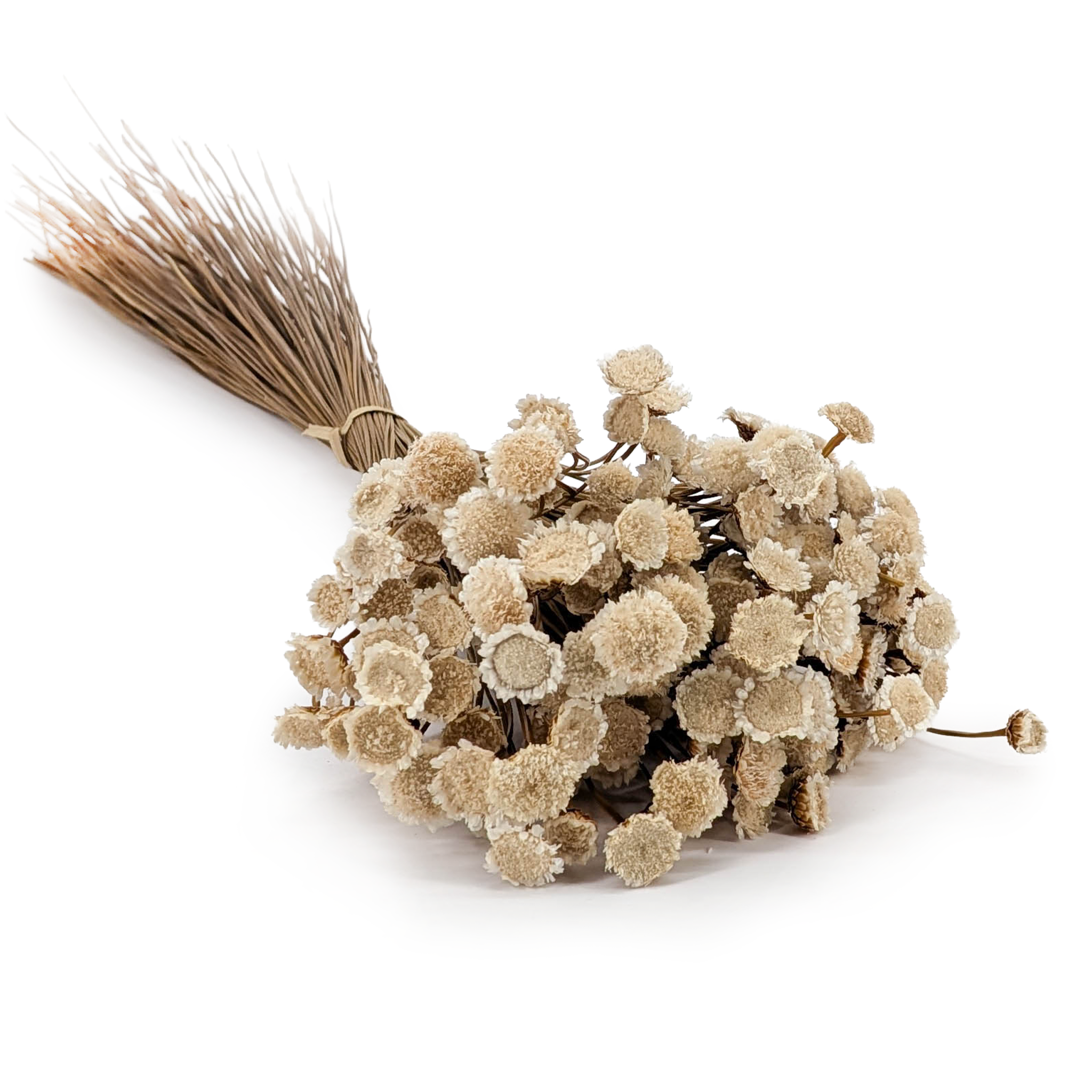 Glixia Dried BIG - (Comanthera) - White