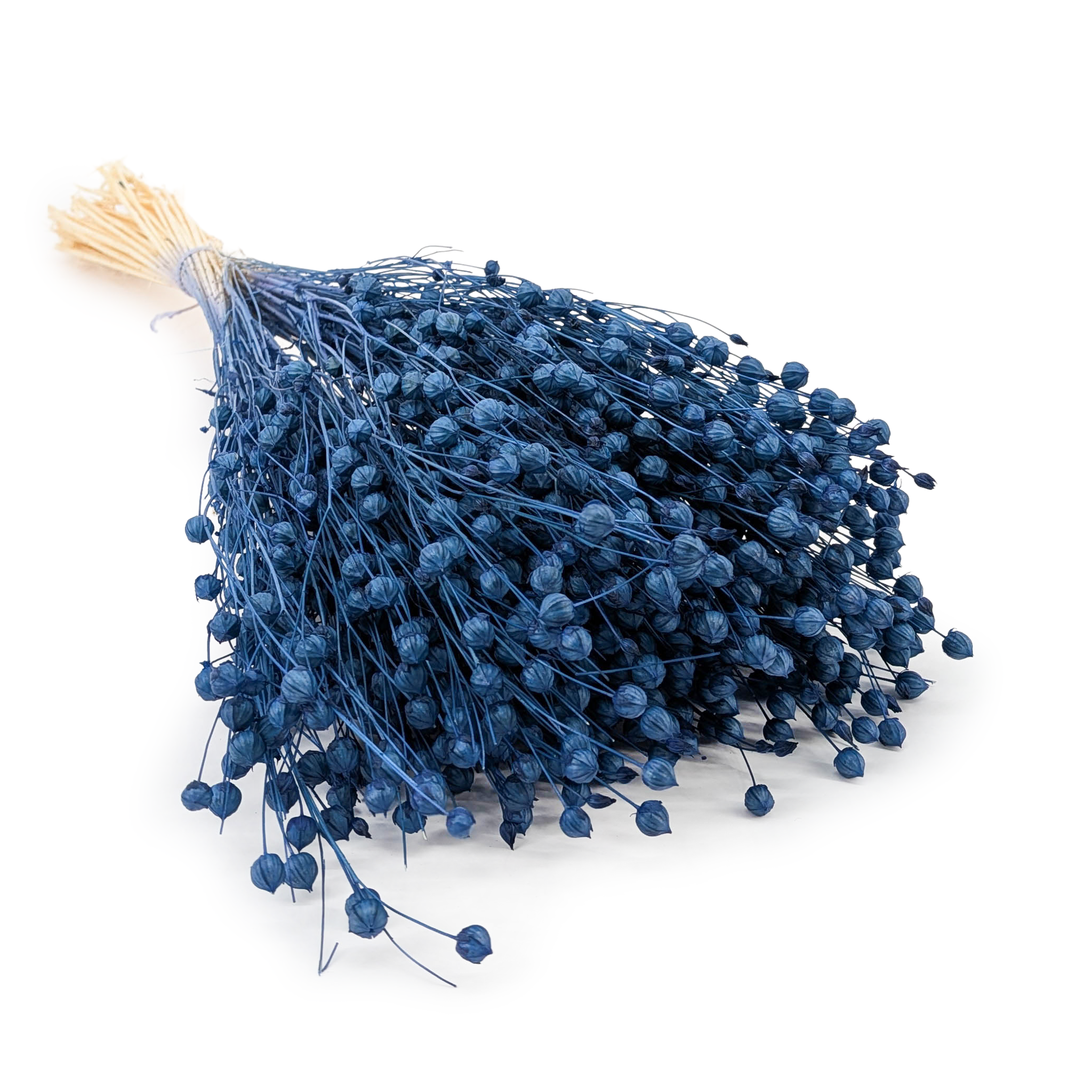 Dried Flax (Linum) - Blue