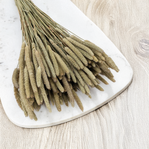 Tymotka naturalna 2.png