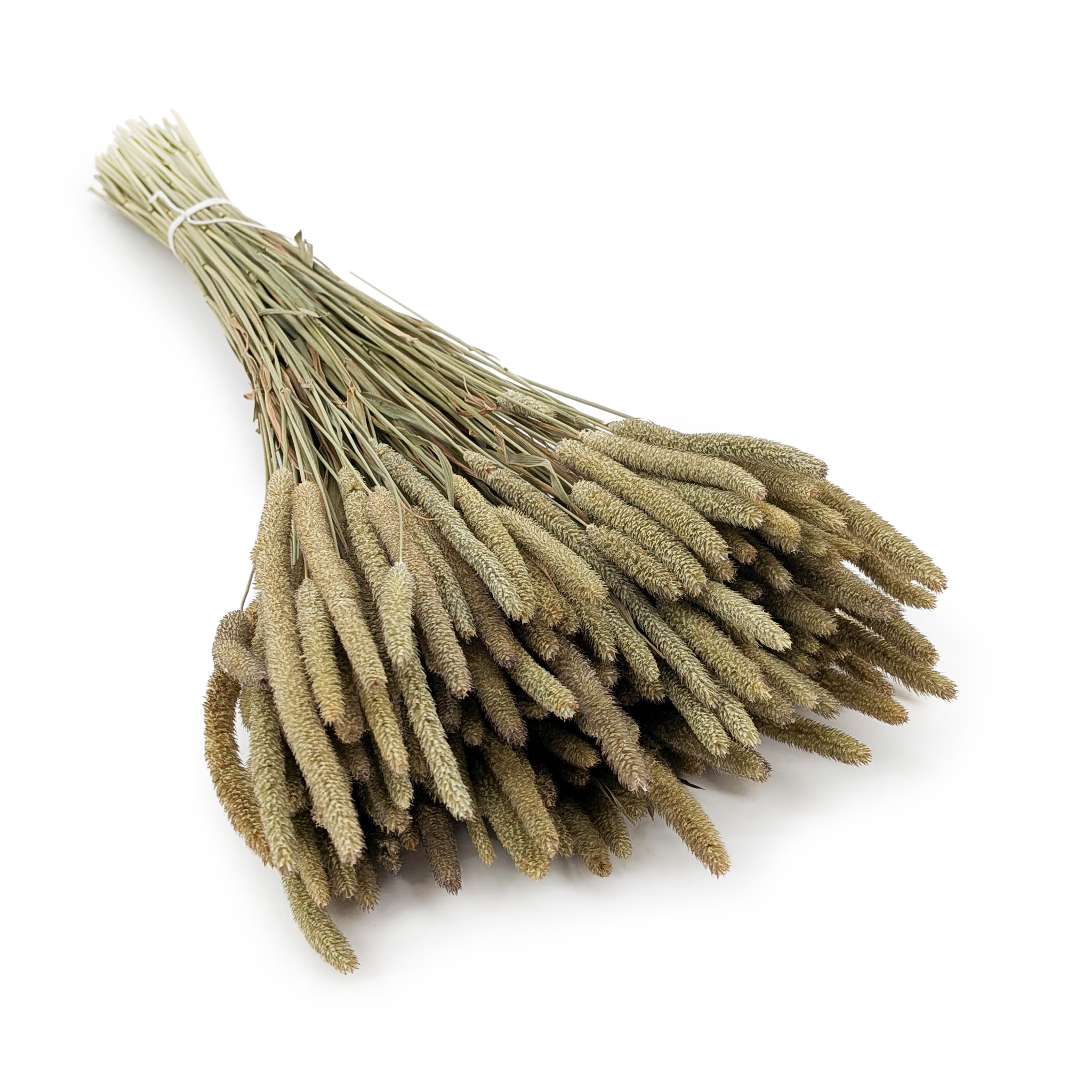 Dried Timothy Grass - Natural