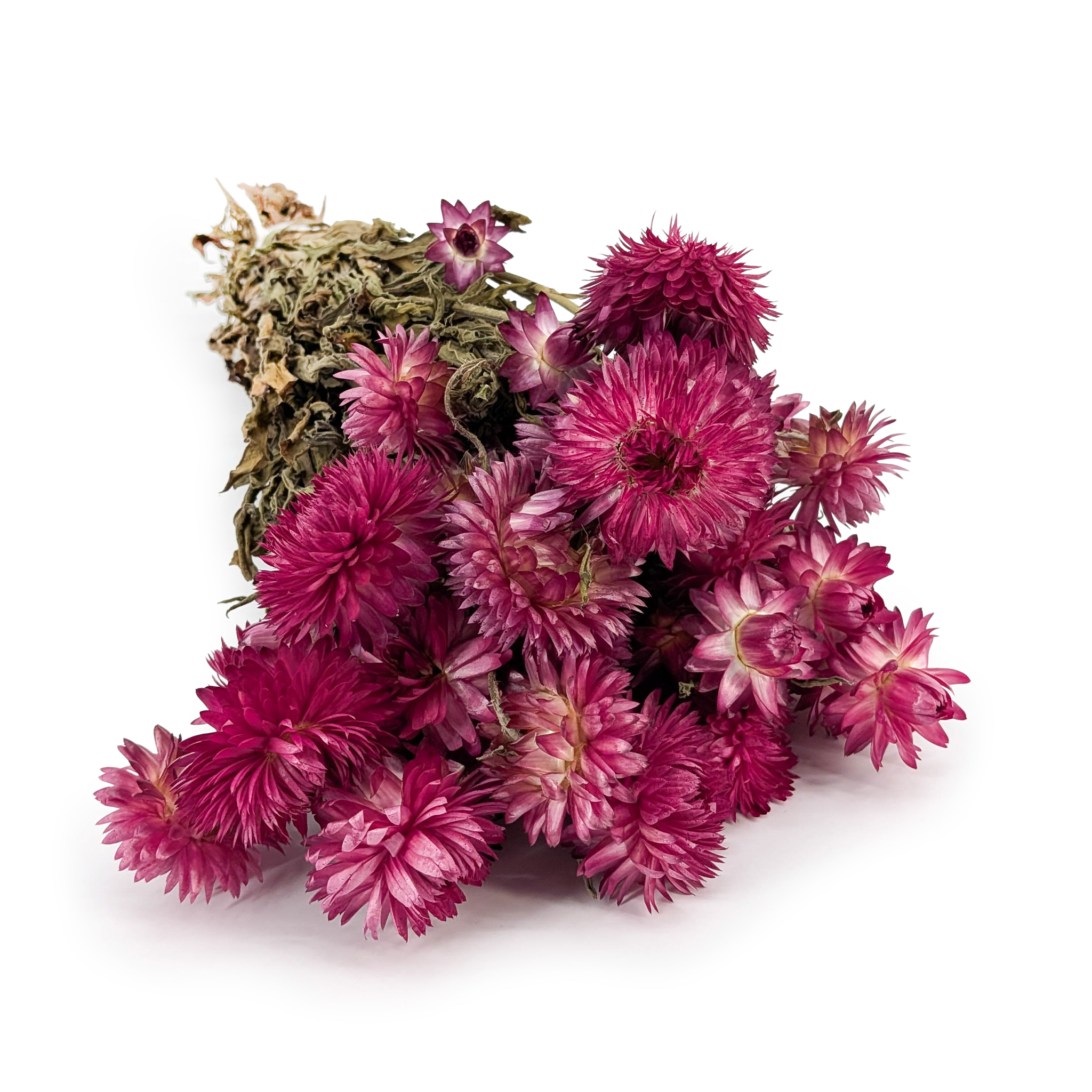 Dried Immortelle Granvia® - (Helichrysum Granvia®) - Pink