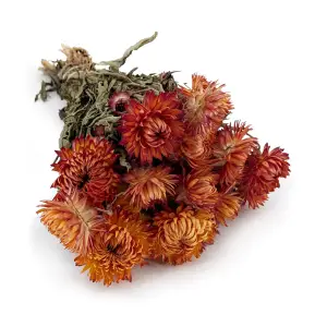 Dried Immortelle Granvia® - (Helichrysum Granvia®) - Orange