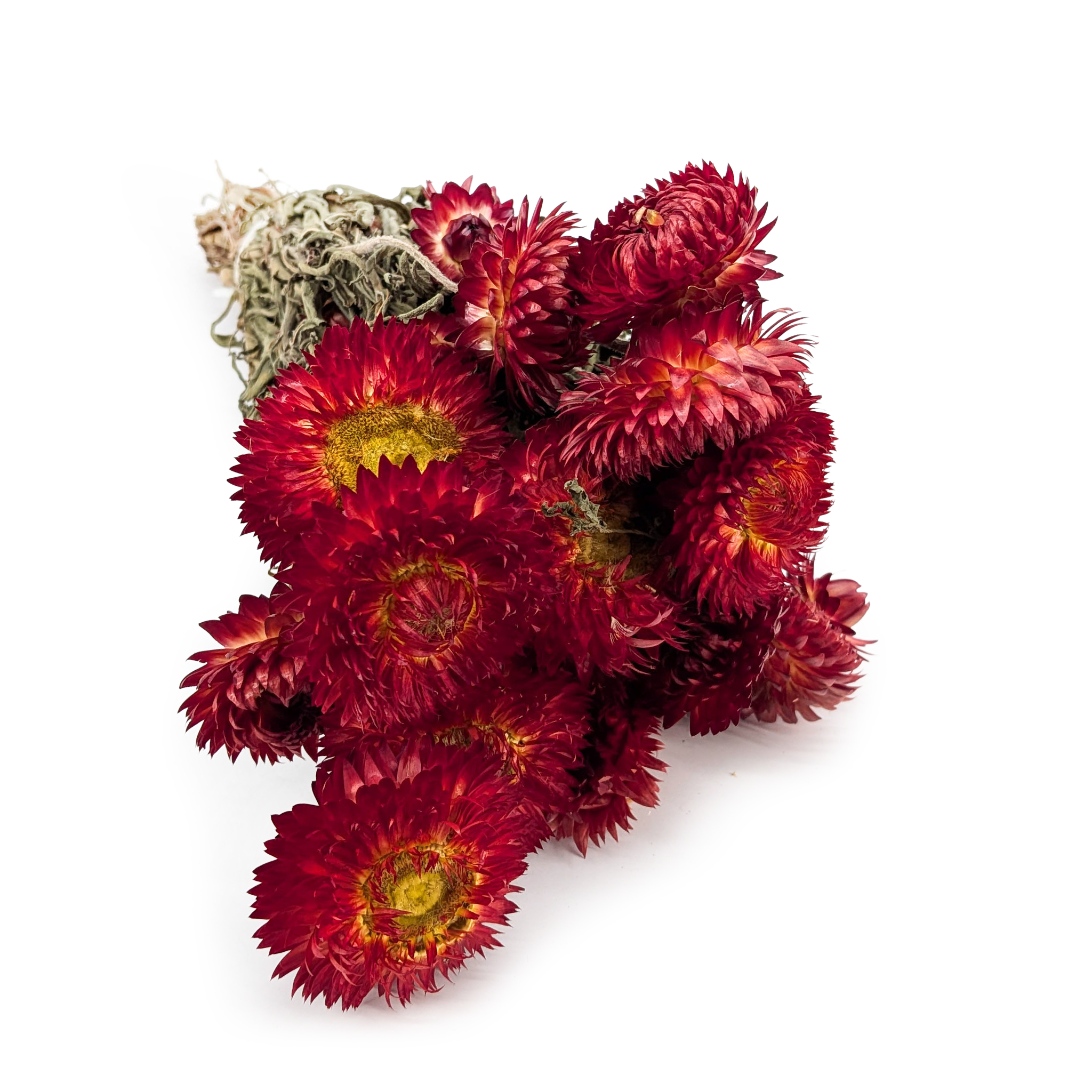 Dried Immortelle Granvia® - (Helichrysum Granvia®) - Red