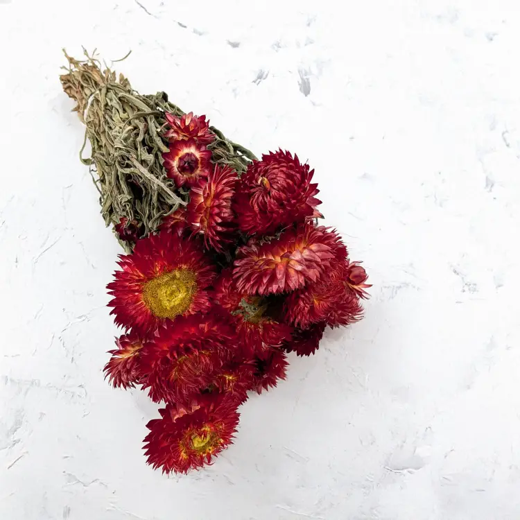 kocanka granvia czerwona 1.png