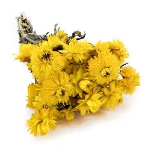 Dried Immortelle Granvia® - (Helichrysum Granvia®) - Yellow