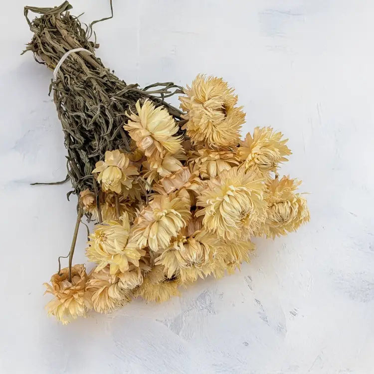 Kocanka granvia słomkowa 1.png