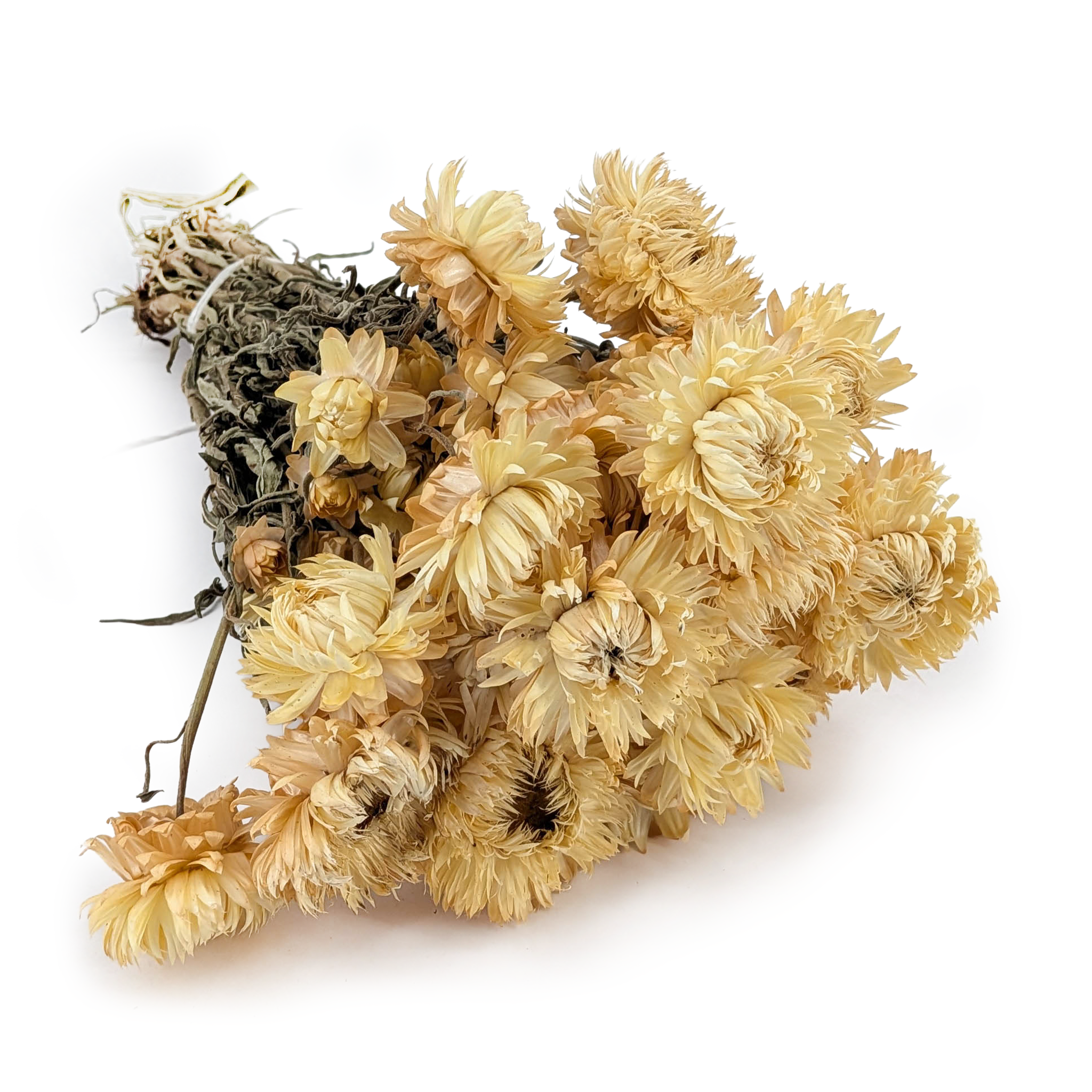 Dried Immortelle Granvia® - (Helichrysum Granvia®) - Straw-Colored