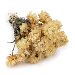Dried Immortelle Granvia® - (Helichrysum Granvia®) - Straw-Colored