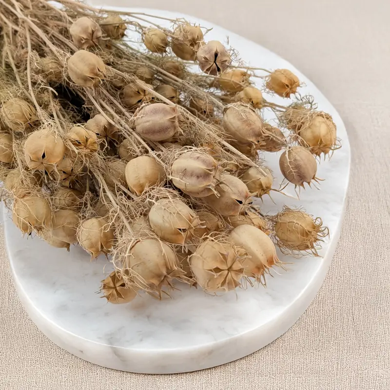 Czarnuszka pąki zielone 2.png