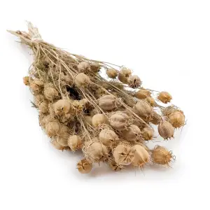 Nigella Dried - (Nigella Damascena) - Greed