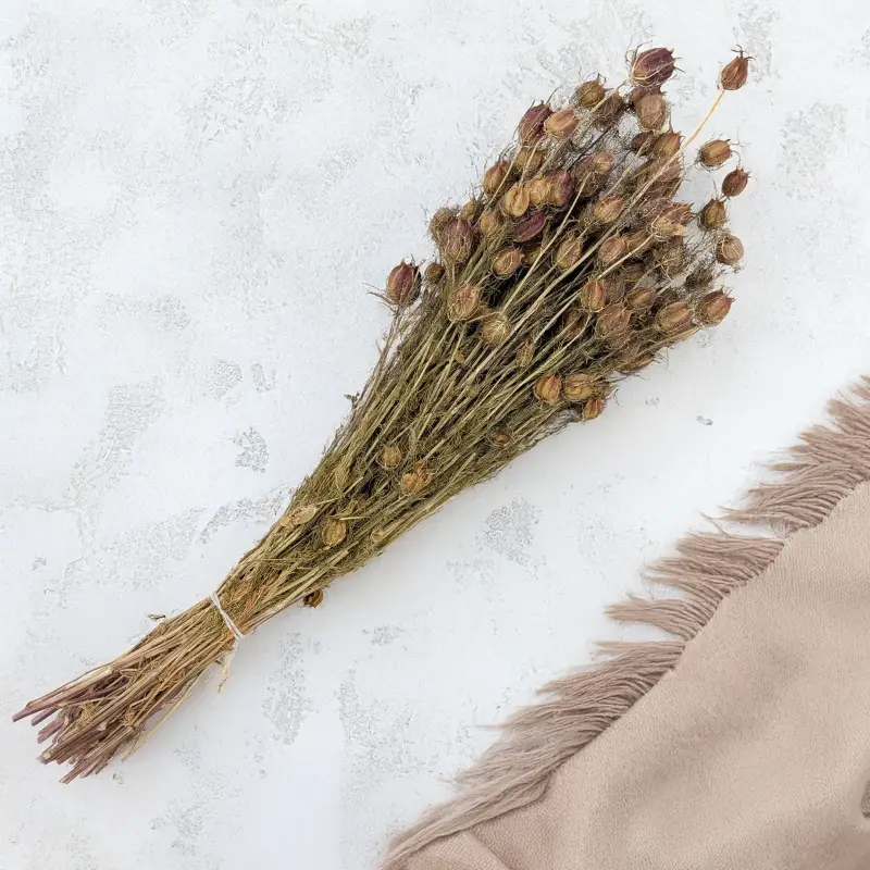 Czarnuszka pąki czerwone 4.png