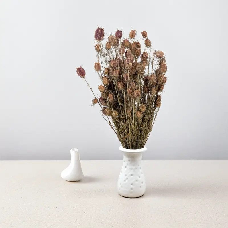 Czarnuszka pąki czerwone 5.png