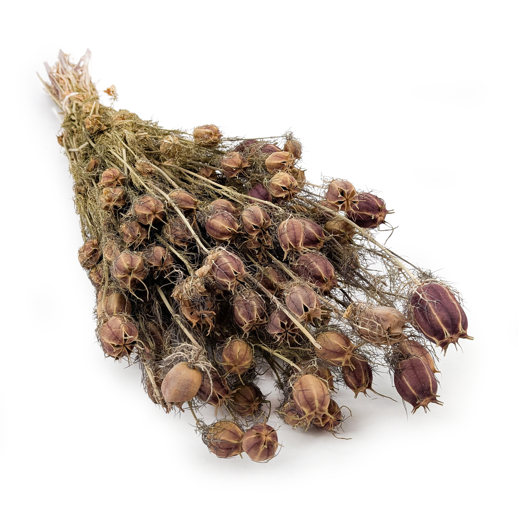 Nigella Dried - (Nigella Damascena) - Red