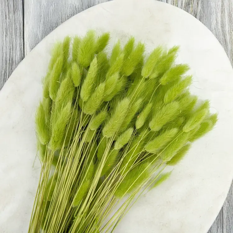 Lagurus LT Green 4.png