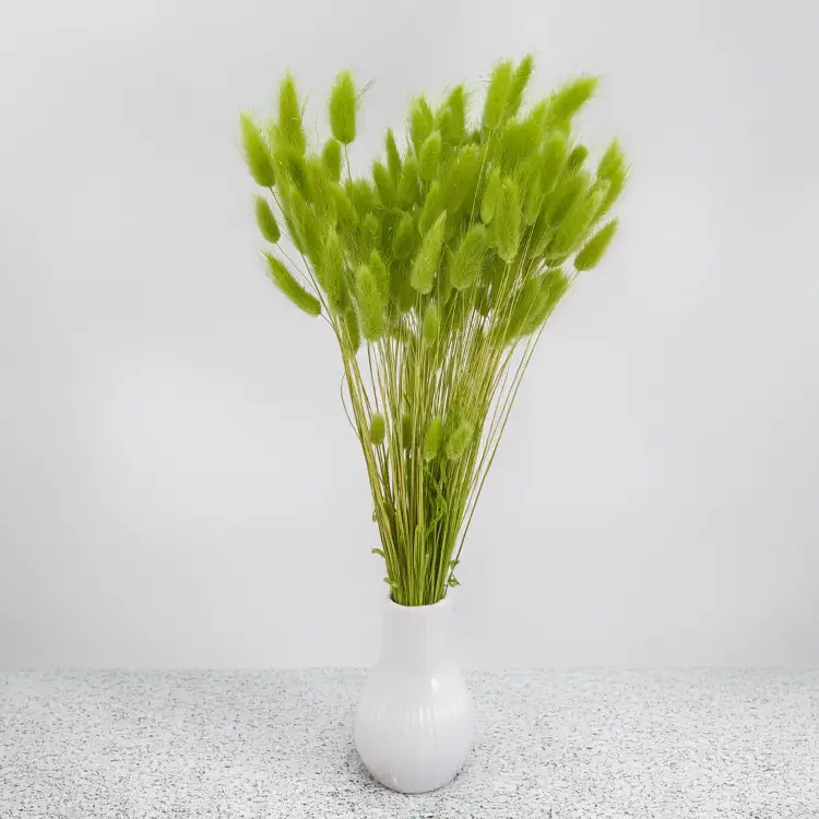 Lagurus LT Green 5.png