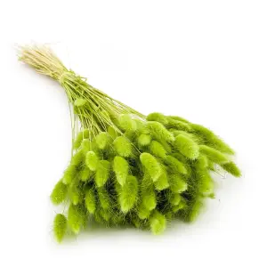 Dried Bunny Tails (Lagurus) - Light Green