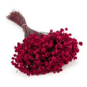 Dried Glixia - (Comanthera) - Red
