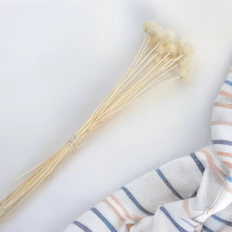 Cardo Bleached 3.png