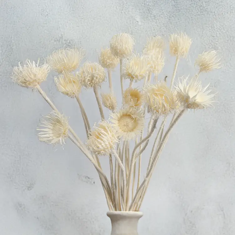 Cardo Bleached 6.png