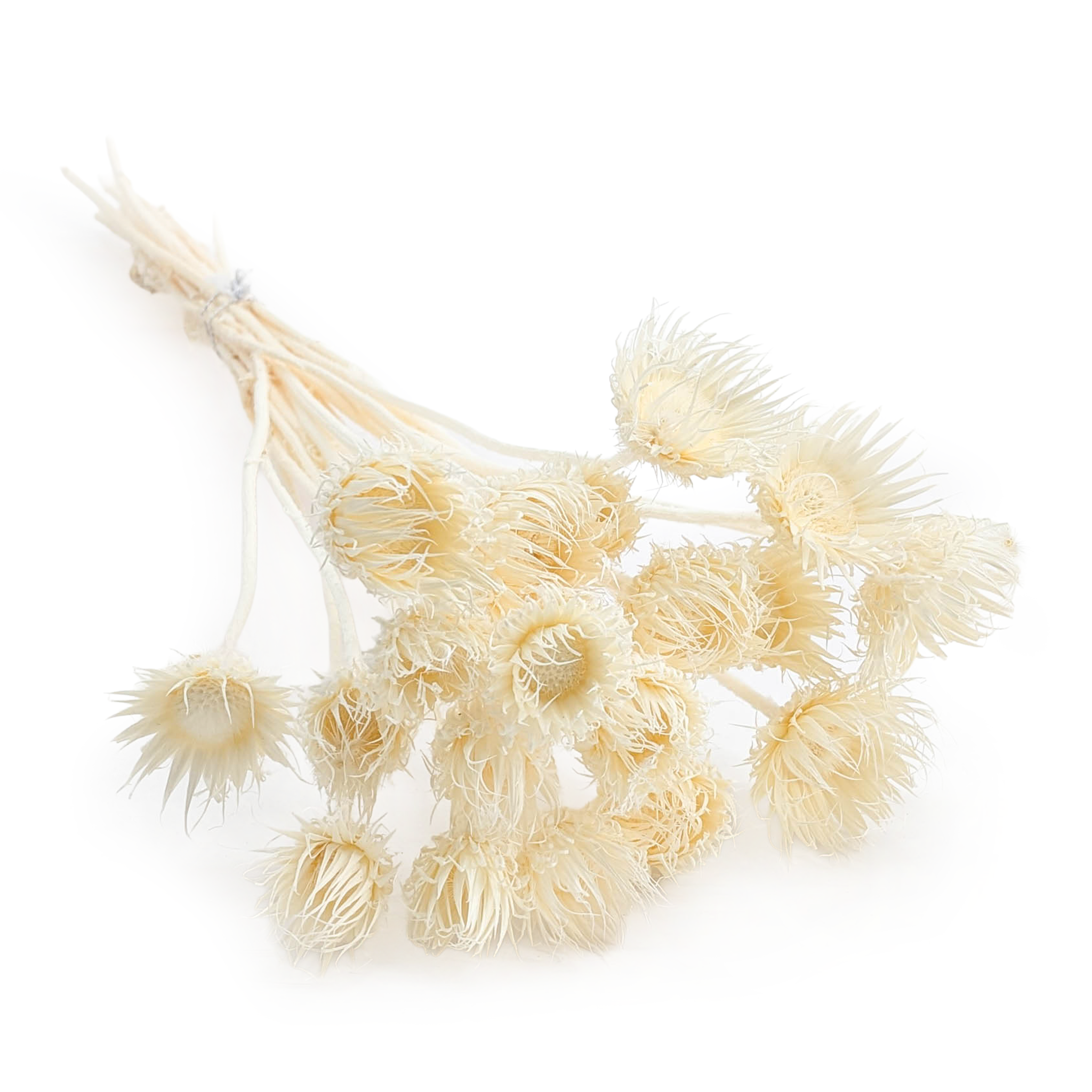 Mountain Thistle – (Cardo di montagna) – Bleached