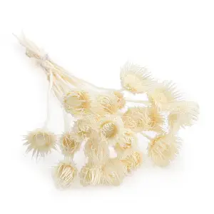 Mountain Thistle – (Cardo di montagna) – Bleached