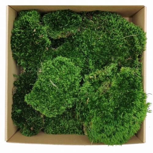 Mech Bagienny okladka.jpg