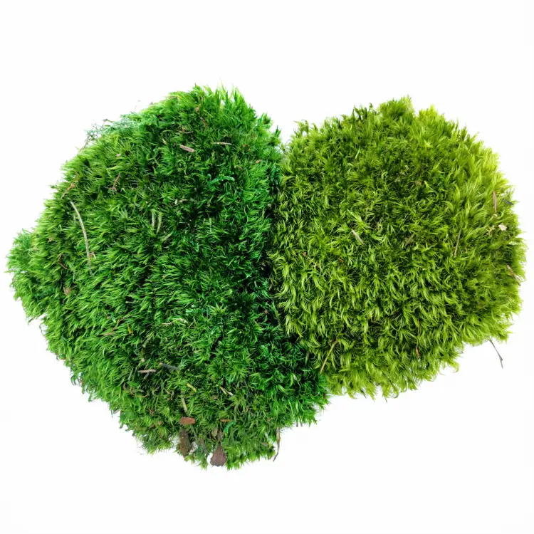 Mech Bagienny 2 kolory.jpg