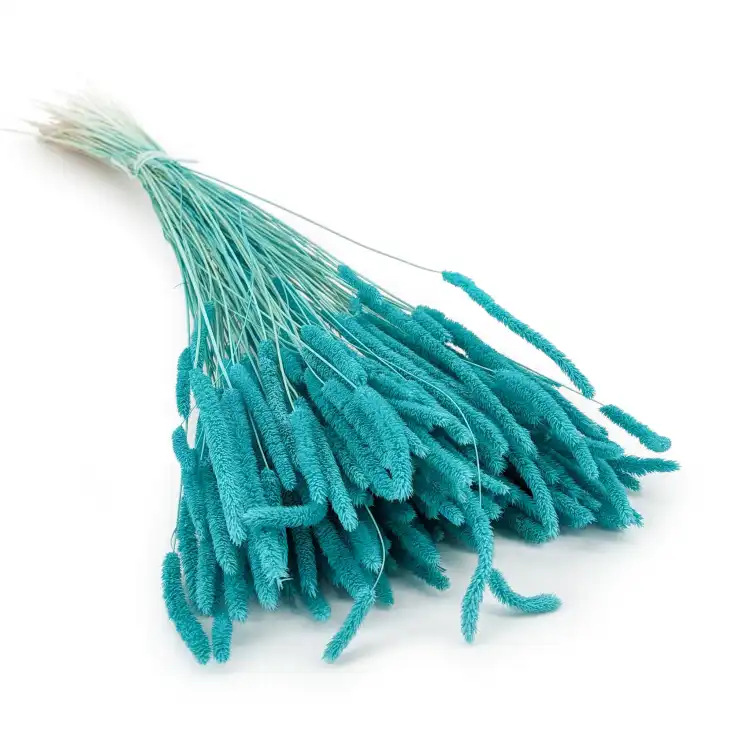Tymotka mieta.png