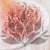 gips royal baby pink 2.png