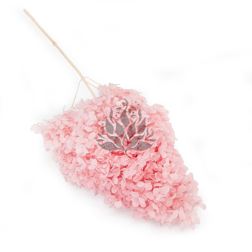 Hortensja Conical soft pink.png