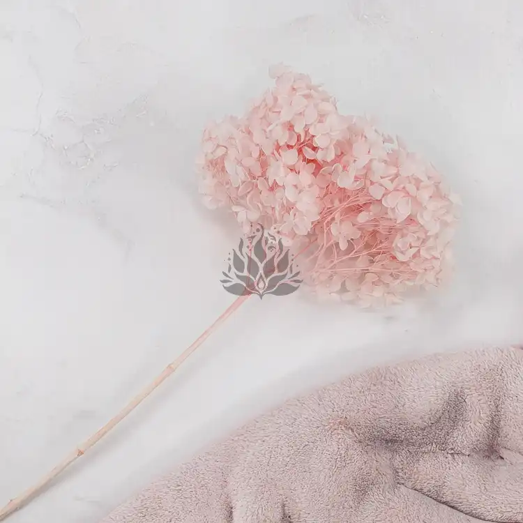 Hortensja Royal Powder Pink 1.png