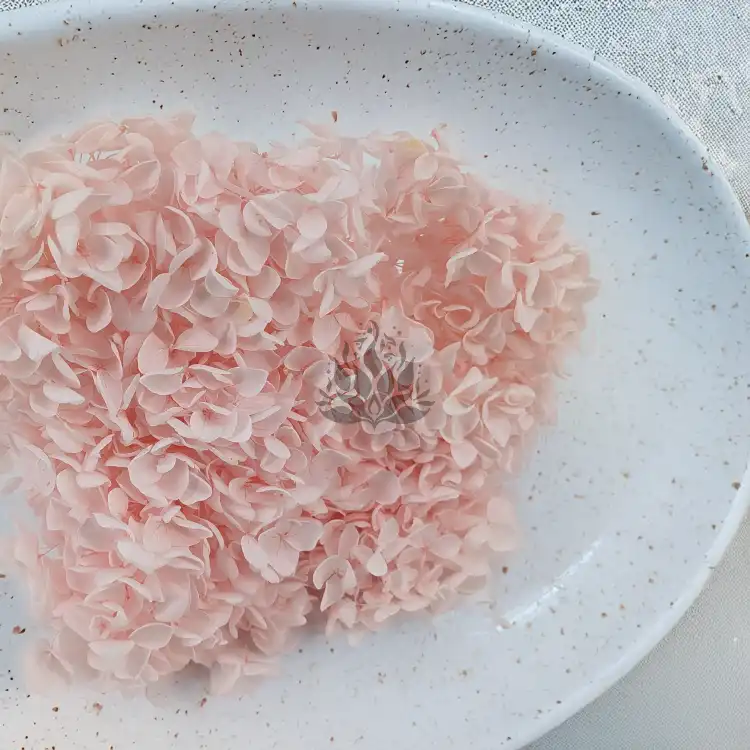 Hortensja Royal Powder Pink 2.png