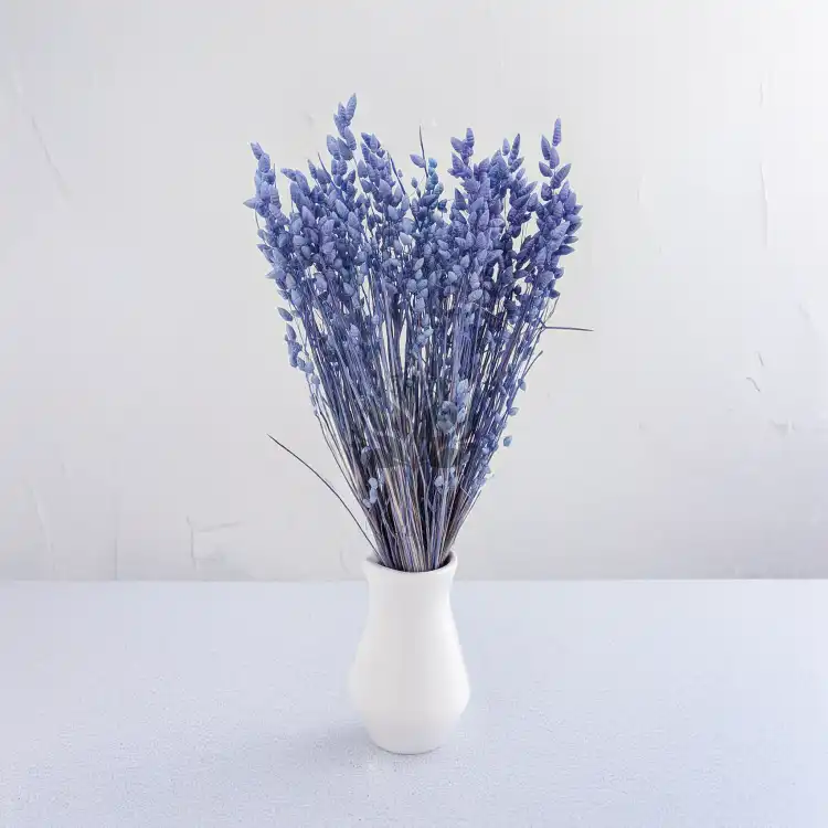 Briza Maxima fioletowa 5.png