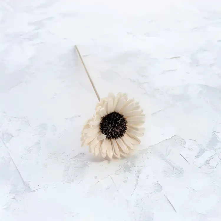 Shola Sunflower 2.png