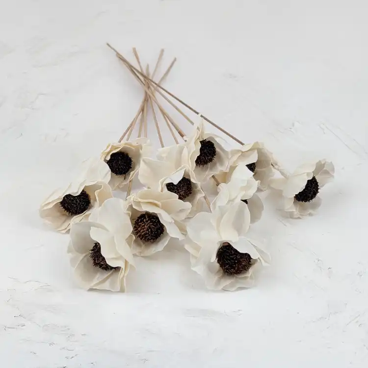 Shola Poppy 1.png