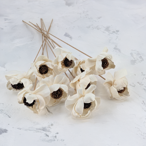 Shola Peony Titonia 1.png