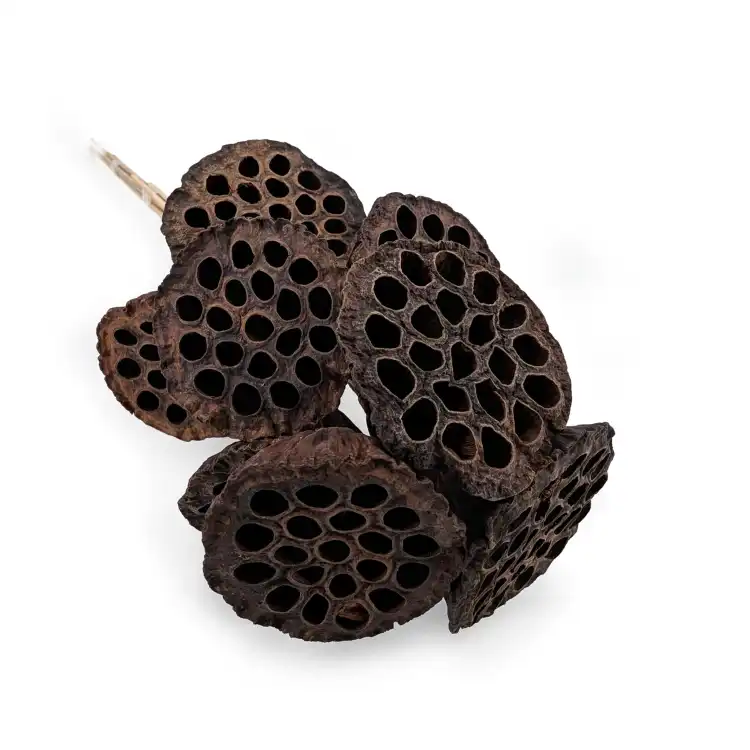 Lotus na piku XL.png