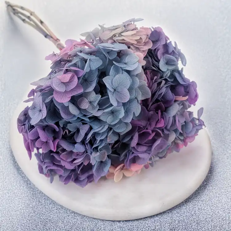 Hydrangea Royal two tone violet 1.png